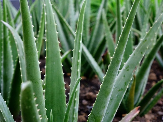 viticultorii francezi planeaza aloe vera in locul vitei de vie pentru a se adapta la seceta 682ad29ede454