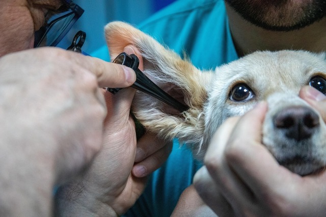 zooland ro cum sa nu i mai fie frica cainelui tau de veterinar 68301536e4488