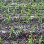 agra asigurari nivel record de avizari de daune in prima jumatate a anului 2025 pe fondul fenomenelor meteorologice extreme 685ba4c1308e5