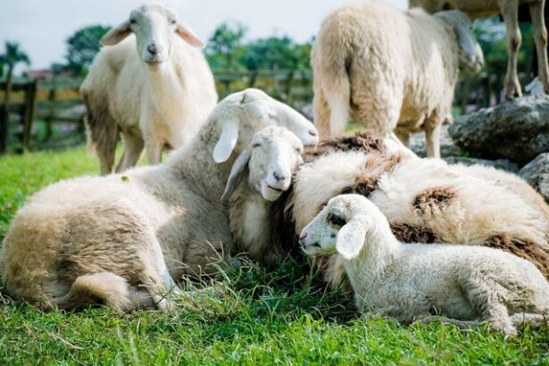 bruxelles ul prelungeste interdictia exportului de ovine din romania blocheaza si tranzitul catre alte state membre 685a929488bf4