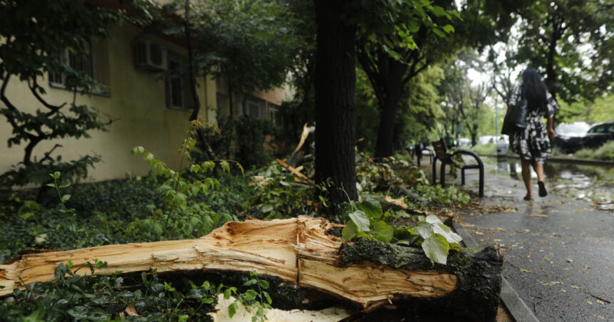 cati copaci a doborat furtuna de luni din bucuresti 6847f2d2cbaec