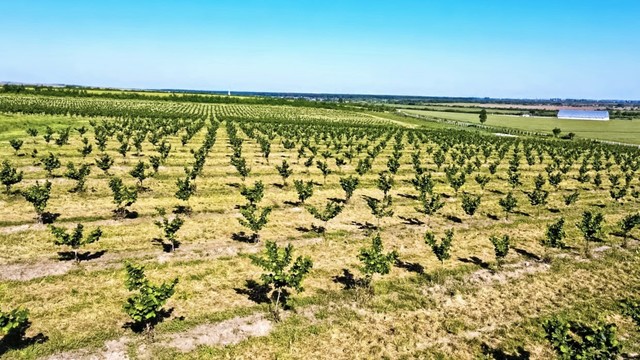 foto dorin bob atrage peste 4 milioane euro pentru modernizarea si digitalizarea uneia dintre cele mai mari plantatii de aluni din romania 683d6097e87e9