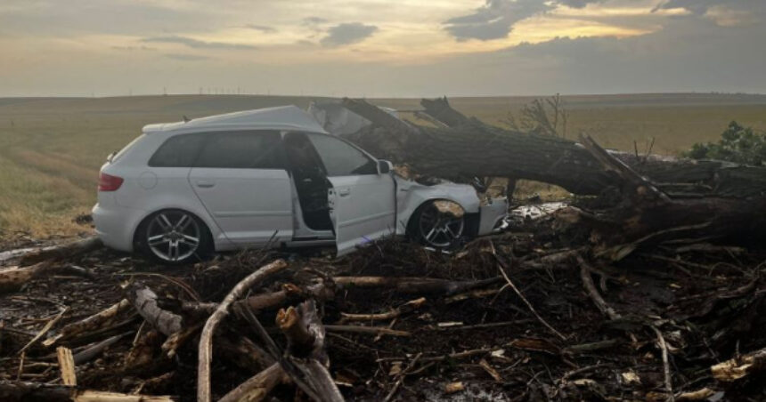 Un copac doborât de vânt a căzut peste o maşină cu două femei şi doi copii în Teleorman 1 foto un copac doborat de vant a cazut peste o masina in care se aflau doua femei si doi copii in teleorman 685ef9c8791f5