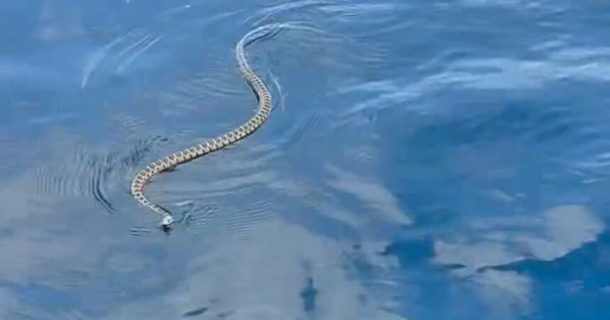 invazie de serpi in ibiza turistii prea speriati ca sa mai intre in apa situatia provoaca panica la nivelul intregii insule 685117393576a