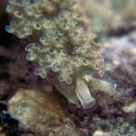 limacsii de mare fura parti din corpul altor specii pentru a se upgrada 685ff869253cf