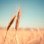 noile cote la importurile de produse agricole din ucraina in ue vor fi mai mari decat inainte de razboi 6842de7ead032