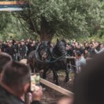 noua reglementare vizata pentru protectia animalelor interzicerea anumitor concursuri si spectacole 6849d4e8eb084