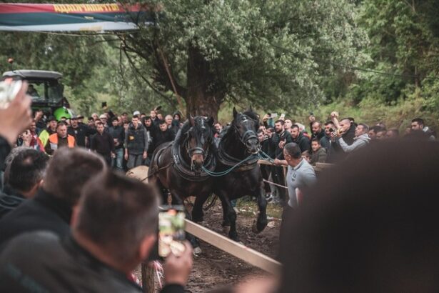 noua reglementare vizata pentru protectia animalelor interzicerea anumitor concursuri si spectacole 6849d4e8eb084