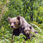 o ursoaica si doi pui au fost vazuti pe o strada din busteni localnicii avertizati prin ro alert 683d4a4e7effd