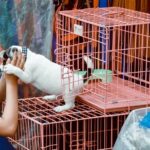 parlamentul european interzice vanzarea pisicilor si cainilor in pet shop uri 6855456d158b8
