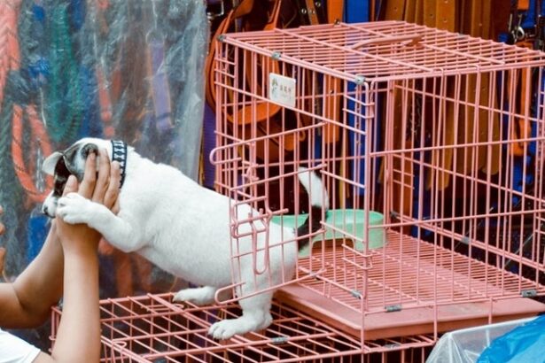 parlamentul european interzice vanzarea pisicilor si cainilor in pet shop uri 6855456d158b8