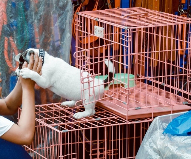 parlamentul european interzice vanzarea pisicilor si cainilor in pet shop uri 6855456d158b8