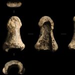 un bumerang din colti de mamut vechi de 40 000 de ani este cel mai vechi din europa si posibil din lume 6862a36308c9e