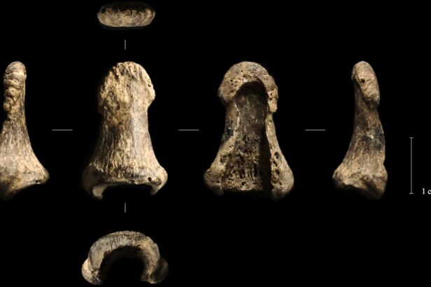 un bumerang din colti de mamut vechi de 40 000 de ani este cel mai vechi din europa si posibil din lume 6862a36308c9e