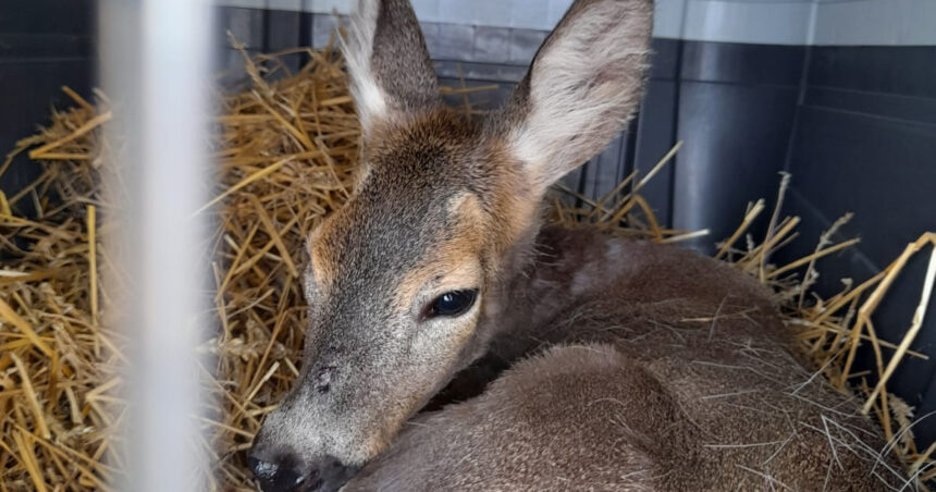 video alerta de rabie la o facultate din iasi din cauza unei caprioare studentii au fost sfatuiti sa se vaccineze 685d51085c9ec