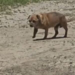 video amenda de 12 000 de lei pentru un barbat care a abandonat un caine in statiunea mamaia 6842d28f77146