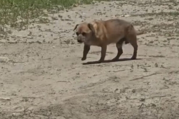 video amenda de 12 000 de lei pentru un barbat care a abandonat un caine in statiunea mamaia 6842d28f77146