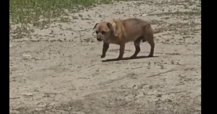 video amenda de 12 000 de lei pentru un barbat care a abandonat un caine in statiunea mamaia 6842d28f77146