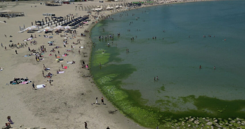 video covor de alge pe litoral la inceput de sezon cum explica specialistii fenomenul intalnit de regula spre finalul verii 68426d32e18ad