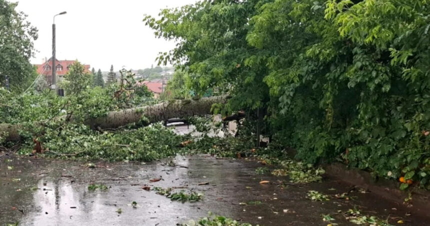 video plopul lui eminescu prabusit la iasi in timpul unei furtuni va fi folosit de sculptori creatiile vor fi expuse in acelasi loc 685c5d9fcc0d0
