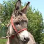 video povestea magarusului petrica din marginimea sibiului care a ajuns la facultate la iasi are o singura sarcina sa stea cuminte 6850f79e0d831