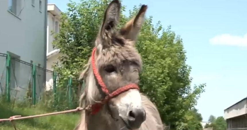 Povestea măgărușului Petrică din Mărginimea Sibiului, care a ajuns la facultate la Iași, având o singură sarcină: să stea cuminte. 1 video povestea magarusului petrica din marginimea sibiului care a ajuns la facultate la iasi are o singura sarcina sa stea cuminte 6850f79e0d831