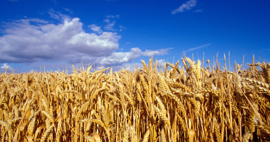 video romania va avea o productie record la cereale in 2025 fermierii sunt multumiti de prognoza culturile de grau ajutate de ploi 6845291bf1ae2