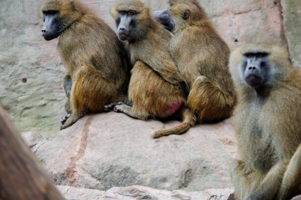 12 babuini au fost ucisi in germania din cauza ca gradina zoologica unde traiau nu mai are loc pentru ei 6889c0e3edf22