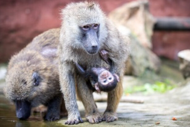 12 babuini au fost ucisi intr o gradina zoologica din germania din cauza supraaglomerarii decizia a iscat proteste 68891fa21bdf5