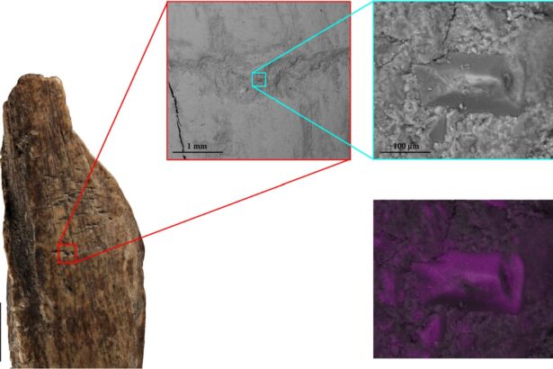 acum 130 000 de ani neanderthalienii refoloseau oasele de leu de pestera drept unelte multifunctionale 6873b0ee2b06b