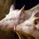 afectata puternic de pesta porcina africana industria porcului din romania este in usoara relansare 686b884a99b63