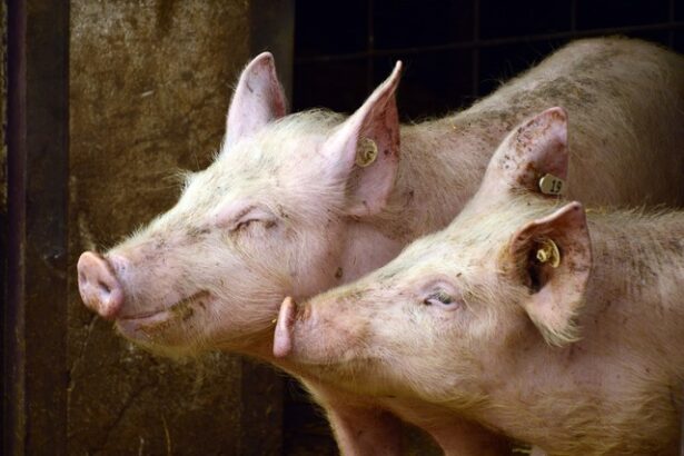 afectata puternic de pesta porcina africana industria porcului din romania este in usoara relansare 686b884a99b63