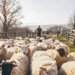 apia incepe eliberarea adeverintelor pentru fermierii crescatori de animale care vor sa ia credite bancare 687f72da483ab