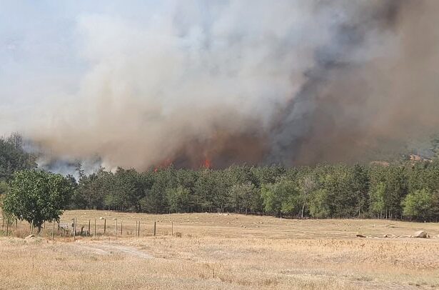 arde padurea in localitatea greci judetul tulcea intervin pompierii si un elicopter black hawk 6875d4c2335da