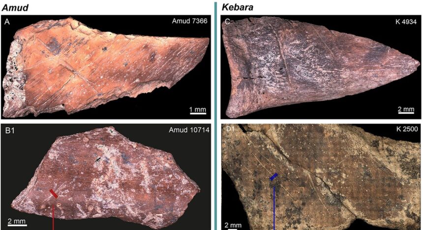 chiar si neanderthalienii de acum 60 000 de ani aveau propriile traditii culinare 6881e40481adf
