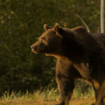 cioban atacat de urs langa o stana din judetul arges este al treilea caz in decurs de o saptamana 6874a9a3a8994