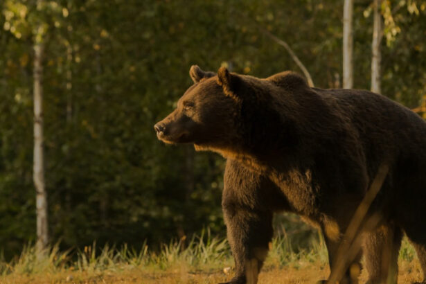 cioban atacat de urs langa o stana din judetul arges este al treilea caz in decurs de o saptamana 6874a9a3a8994