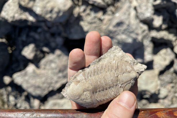 cum foloseau romanii fosilele de trilobiti 687defd50830e