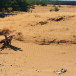 foto diana buzoianu 100 000 de ha din romania s au transformat in desert sau urmeaza sa se desertifice solutiile pentru impadurire 6874893b49884