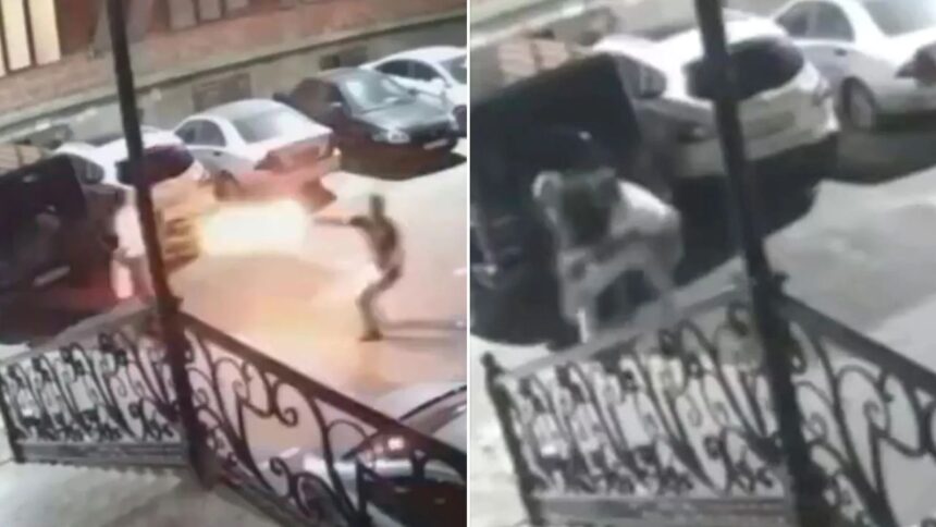 foto si video imagini de cosmar un cunoscut luptator mma ciuruit cu 5 gloante in plina strada totul a fost filmat 687930b7415c8