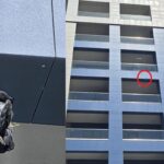 galerie foto imagini terifiante la constanta au spanzurat o pasare si au lasat o atarnata pe bloc 68873437019a6