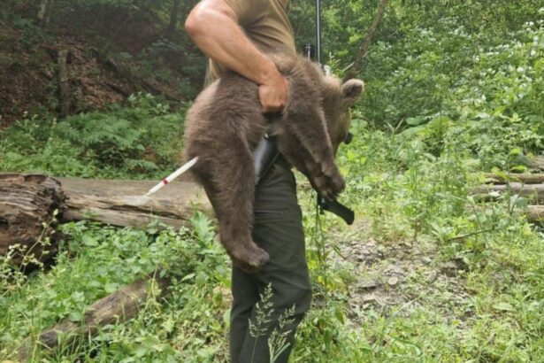 galerie foto unul dintre puii ursoaicei ucise pe transfagarasan preluat slabit si speriat ong ul agent green acuza autoritatile de neglijenta 68700c0ee400b