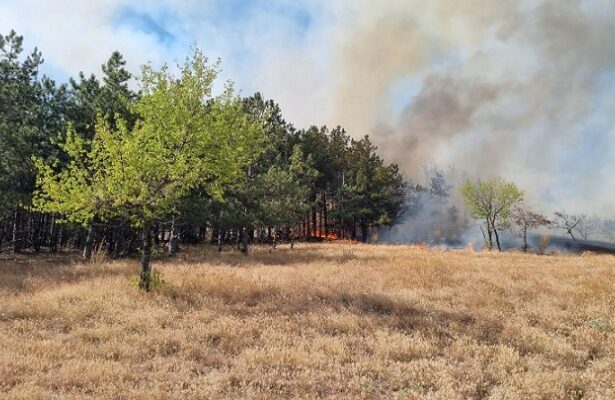 inca nu a fost stins incendiul de padure si vegetatie uscata din zona localitatii greci judetul tulcea 6876098702df7