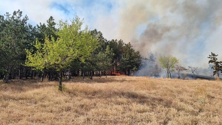 inca nu a fost stins incendiul de padure si vegetatie uscata din zona localitatii greci judetul tulcea 6876098702df7