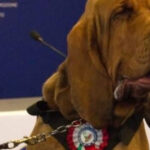 indignare in italia dupa uciderea lui bruno un caine erou care a salvat 9 vieti meloni un act las si inacceptabil 686bcd599c245