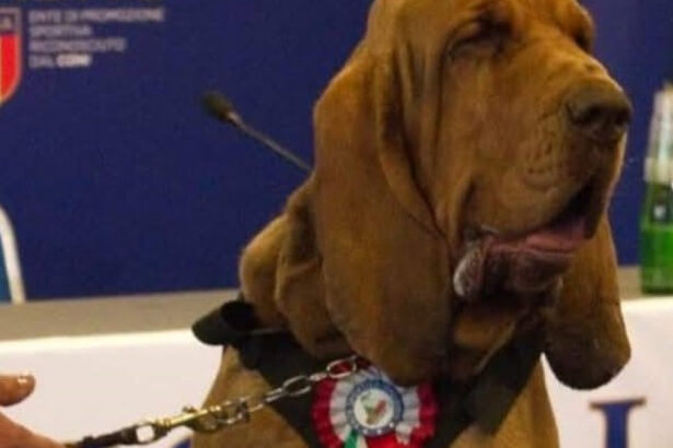 indignare in italia dupa uciderea lui bruno un caine erou care a salvat 9 vieti meloni un act las si inacceptabil 686bcd599c245