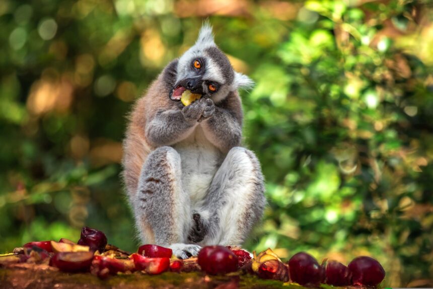 lemurii nu imbatranesc la fel ca oamenii releva un studiu 6878d3230b761