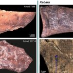 macelarii neanderthalieni din pesteri diferite aveau specializari diferite 6880f53b2facf