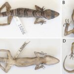 mai multe specii noi de soparle gecko simpatice descoperite intr o regiune izolata din cambodgia 686e874c0c035