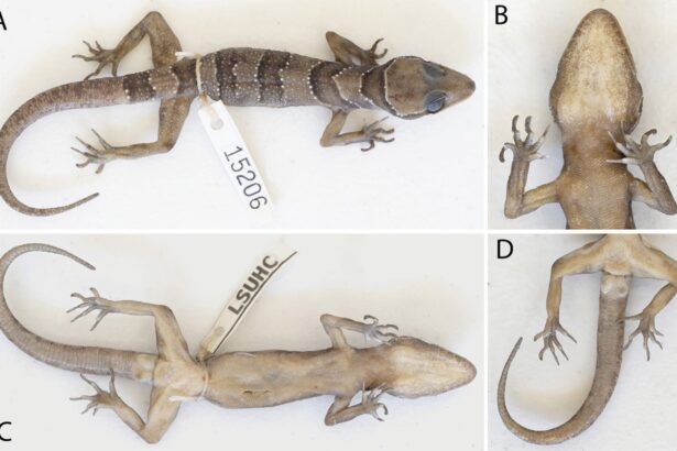 mai multe specii noi de soparle gecko simpatice descoperite intr o regiune izolata din cambodgia 686e874c0c035